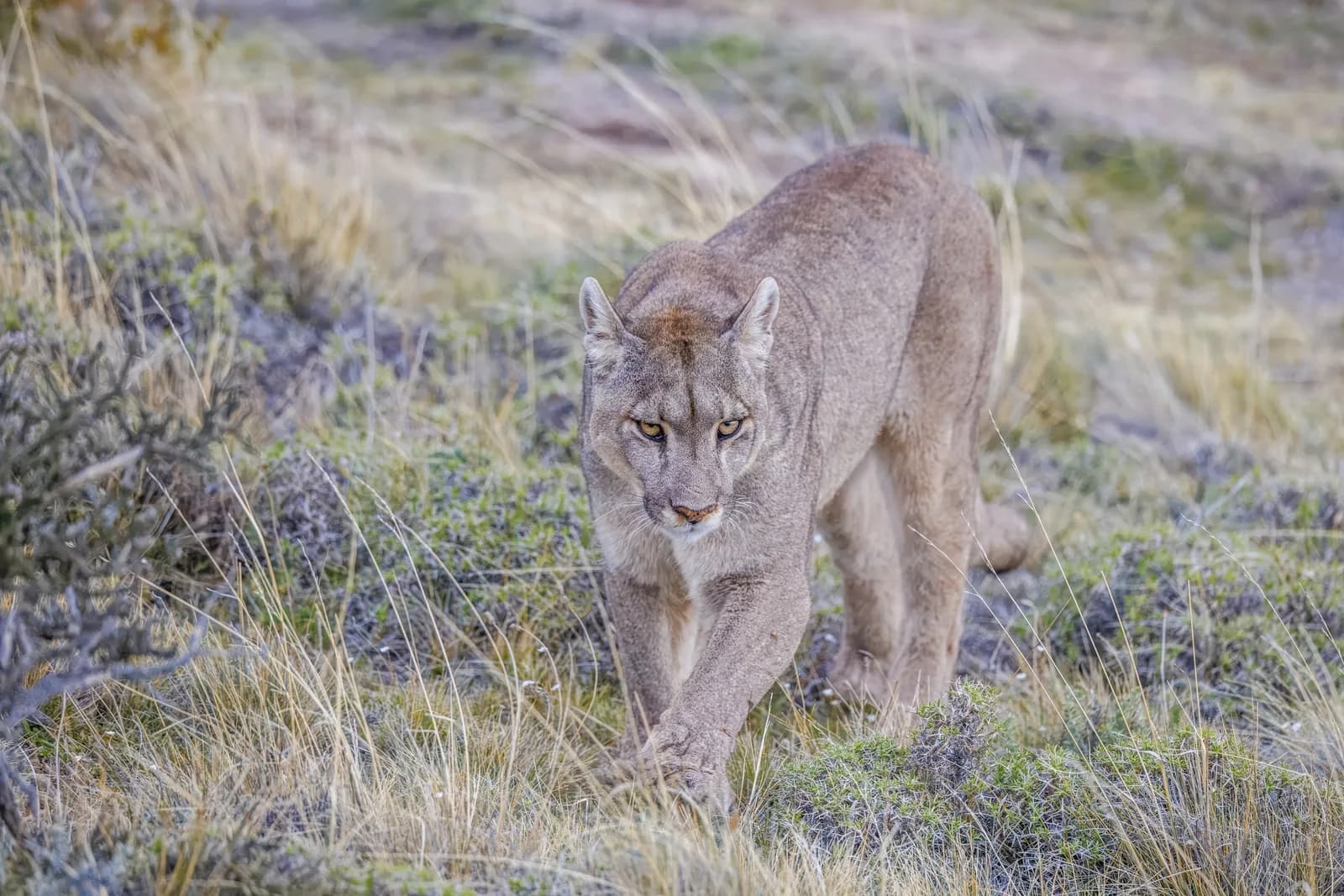 Puma Sighting Tours